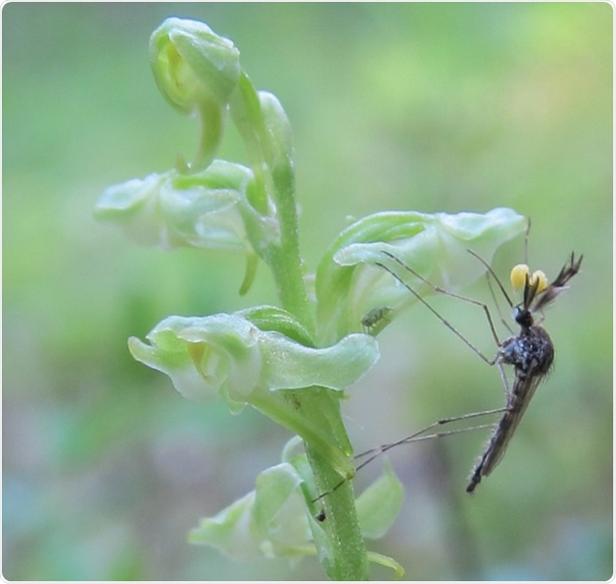 An Aedes mosquito with pollen sacs on its eyes feeding from Platanthera flowers. Credit: Kiley Riffell