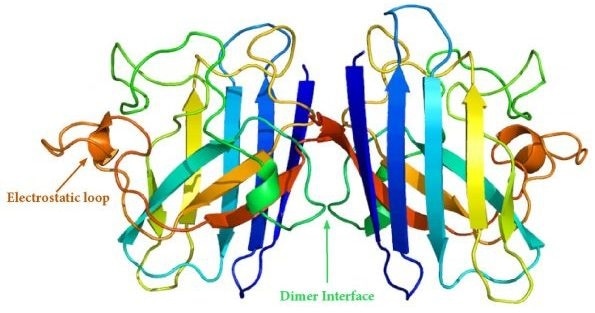 SOD1 Dimer Structure.