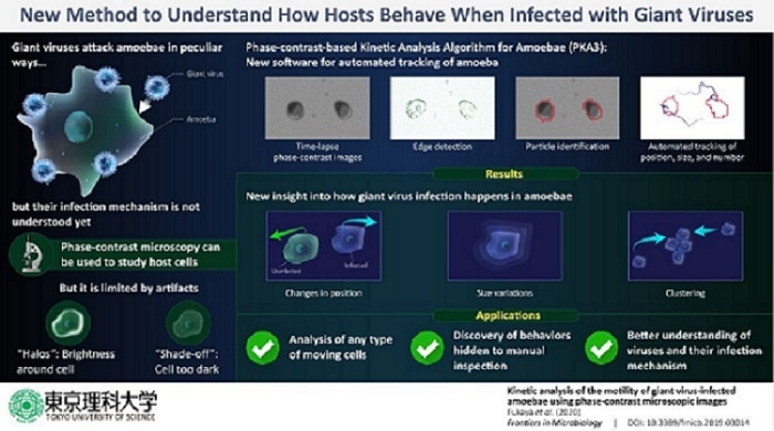 New method reveals how giant viruses infect amoeba