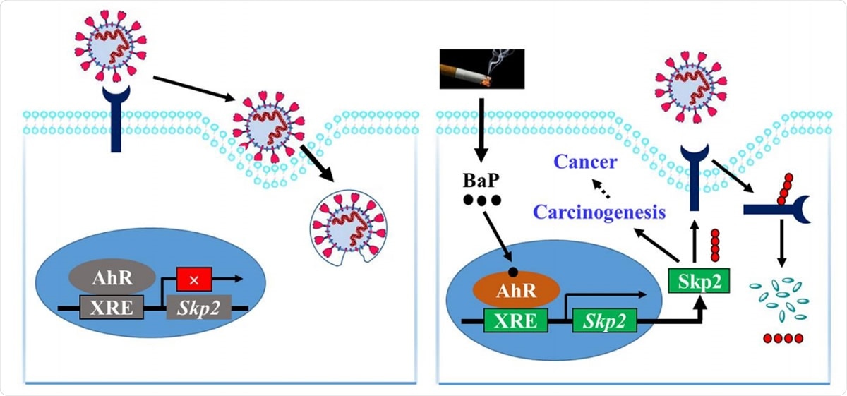 Schematic representation of tobacco smoke-induced ACE2 degradation.
