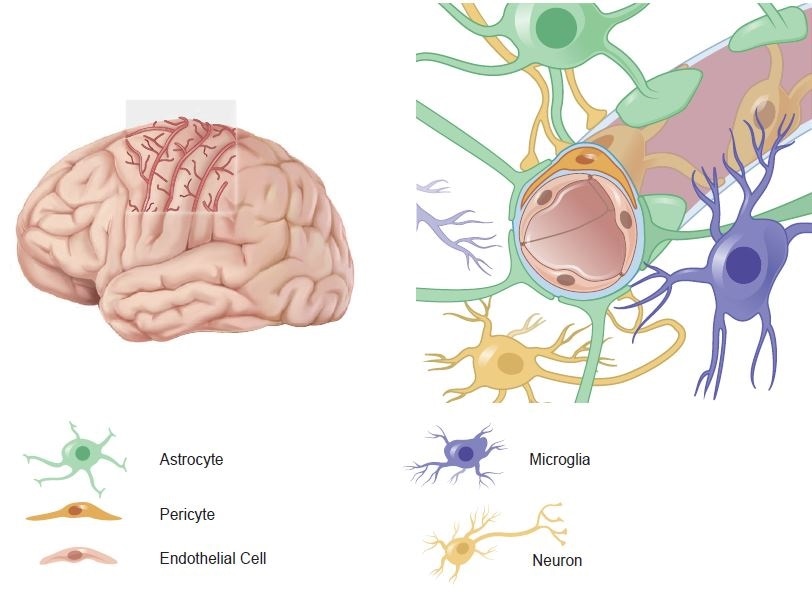 Expression of SARS-Cov-2 entry associated genes in human adult and fetal brain endothelial- and perivascular cells a Scheme illustrating brain blood vessels running within cortical sulci (left). The neurovascular unit (NVU) is composed of endothelial cells and of perivascular cell types such as pericytes, astrocytes, neurons, and microglia.