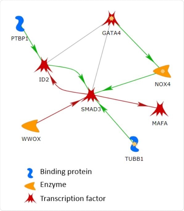 The largest connected network in the list of 144 genes. The line colors indicate the activation (green), inhibition (red), and unspecified (grey) effects.
