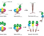 ACE2 binding causes dissociation of trimeric SARS-CoV-2 spike, may be used to inhibit further infection