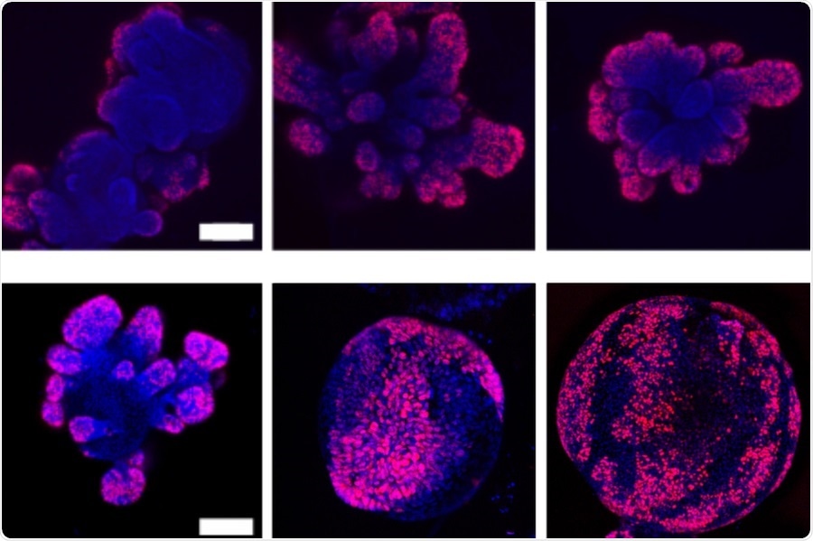 Physically squeezing cells can trigger cells to grow and divide faster