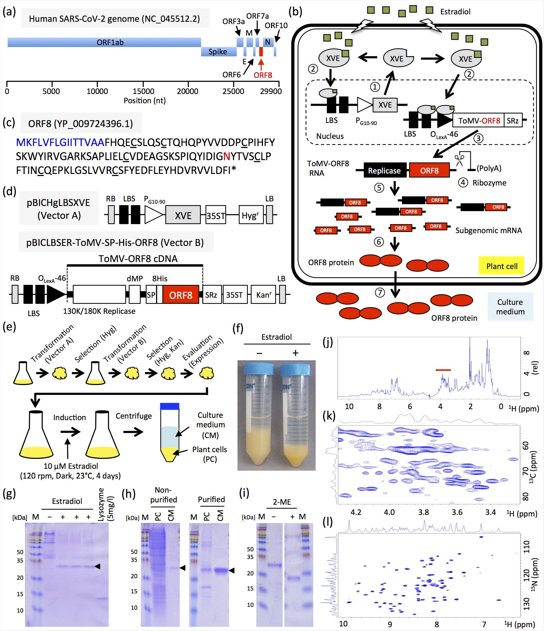 Production and characterization of ORF8.