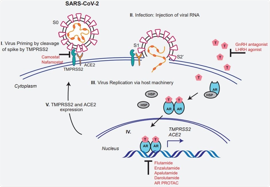 Schematic depicting the role of TMPRSS2 in SARS-CoV-2 Spike cleavage, and androgen mediated expression of ACE2 and TMPRSS2 that could potentially be targeted by AR directed therapies.