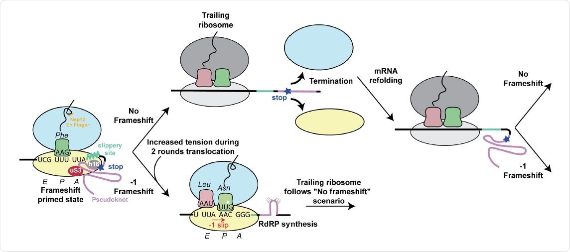 Structure based model for -1 programmed frameshifting in coronaviruses and its regulation. The observed interactions between the pseudoknot and the ribosome prime the system for frameshifting. The features of the pseudoknot and the interactions between the nascent chain and the ribosomal tunnel play a role in the efficiency of frameshifting. The efficiency of frameshifting is increased by the presence of a stop codon near the frameshifting site. Ribosomes that progress beyond the frameshifting site in the 0 frame quickly terminate and disassemble, thereby increasing the chances that the pseudoknot will refold before it is encountered by the closely trailing ribosome. The trailing ribosome in turn encounters the pseudoknot, which increases the possibility of undergoing -1 frameshifting.