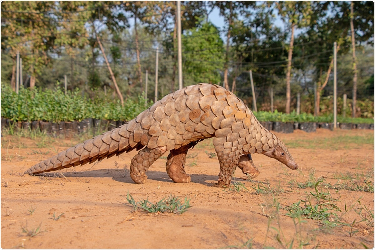 Study: COVID-19: Time to exonerate the pangolin from the transmission of SARS-CoV-2 to humans. Image Credit: Vickey Chauhan