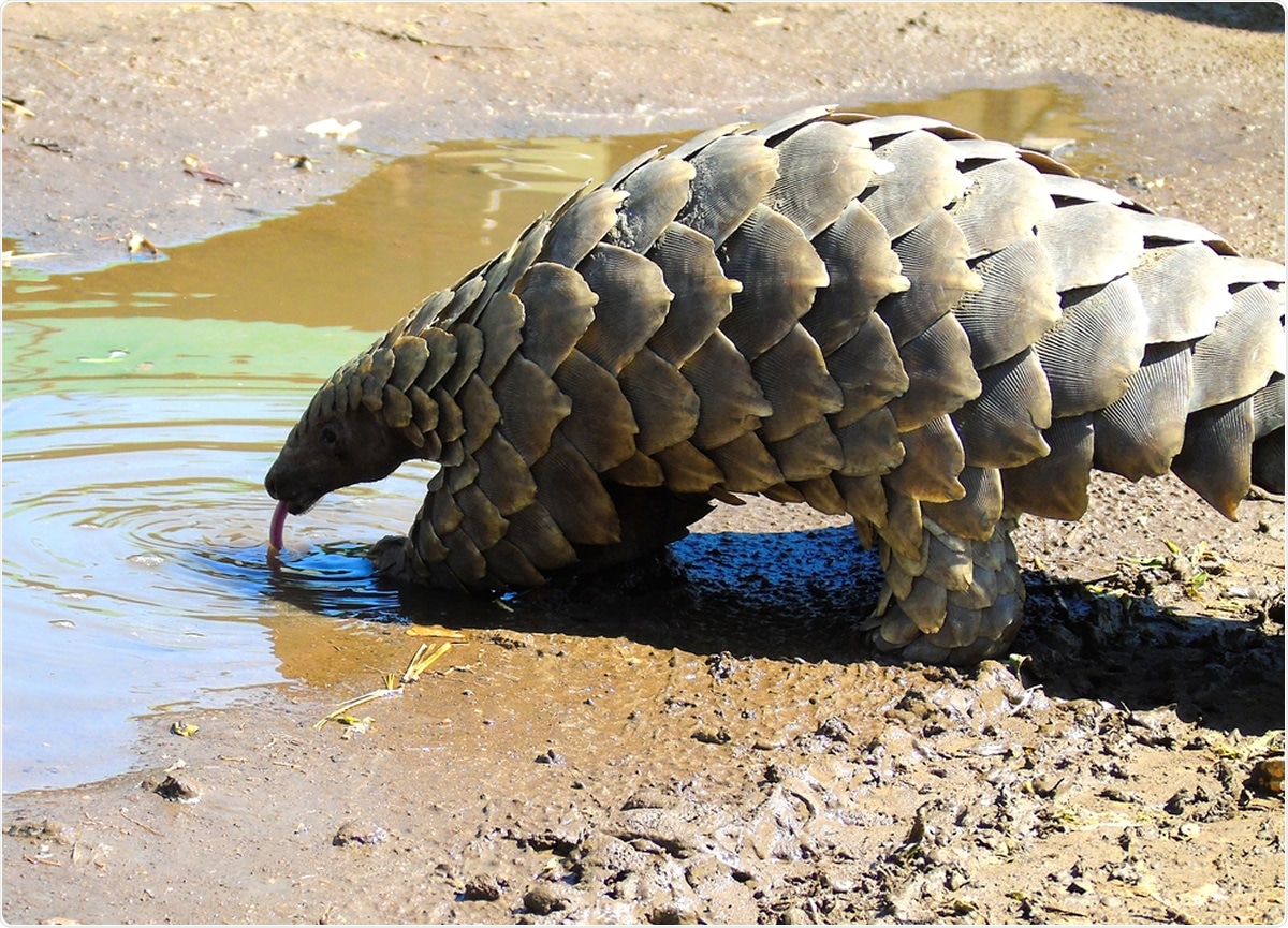 Study: Evidence for ZAP-independent CpG reduction in SARS-CoV-2 genome, and pangolin coronavirus origin of 5′UTR. Image Credit: Krystinaclaire / Shutterstock