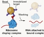 Rapid generation of divergent synthetic antibodies against SARS-CoV-2 in a cell-free engineering platform