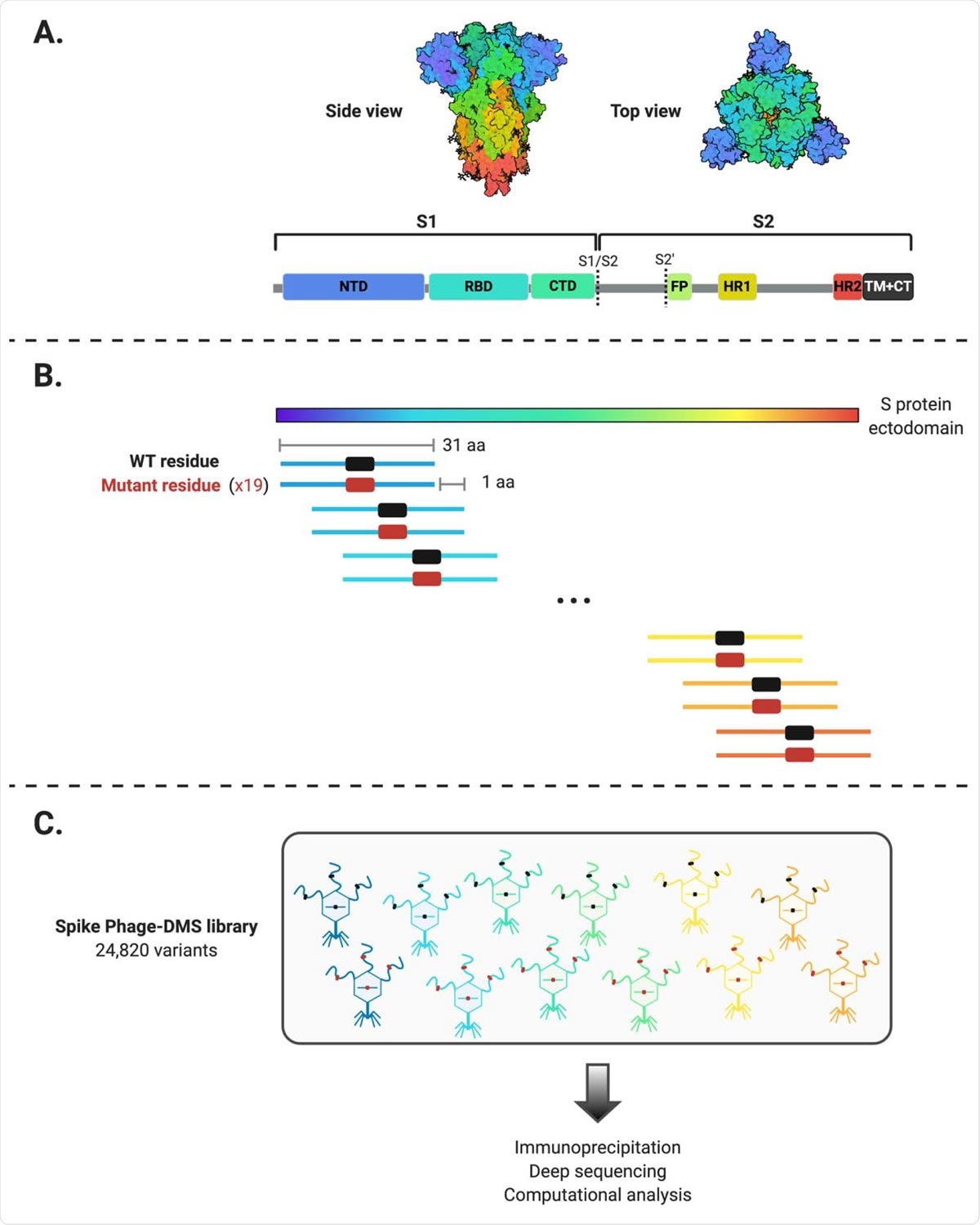 Schematic of the design of the Spike Phage-DMS library. (A) Structure of the S protein and location of important protein domains. Structure was made in BioRender.com (PDB: 6VXX) (B) Sequences were computationally designed to code for peptides 31 amino acids long and to tile stepwise across the Wuhan-Hu-1 SARS-CoV-2 S protein ectodomain by 1 amino acid. There are 20 peptides representing all 20 possible amino acids at the central position, containing either the wild type residue (shown in black) or a mutant residue (shown in red). Within the 31 aa region surrounding the D614G mutation, peptides were also generated with G614 in addition to the 20 amino acid variants at the central position. (C) The designed sequences were cloned into a T7 phage display vector and amplified to create the final S protein Phage-DMS library. This library was then used in downstream immunoprecipitation and deep sequencing experiments with human plasma.