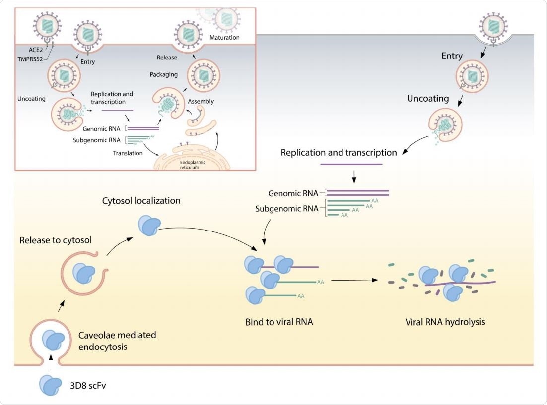 Suggested mode of action for 3D8 - 3D8, a single chain variable fragment (scFv), is internalized into the cell through caveolae-mediated endocytosis. After release from the endosomal compartment, 3D8 localizes to the cytosol. In the cytosol, it binds to the viral nucleic acid and degrades it to prevent its amplification, thus inhibiting viral growth. 3D8 confers nuclease activity without sequence specificity and hydrolyzes viral RNA genomes or transcripts.