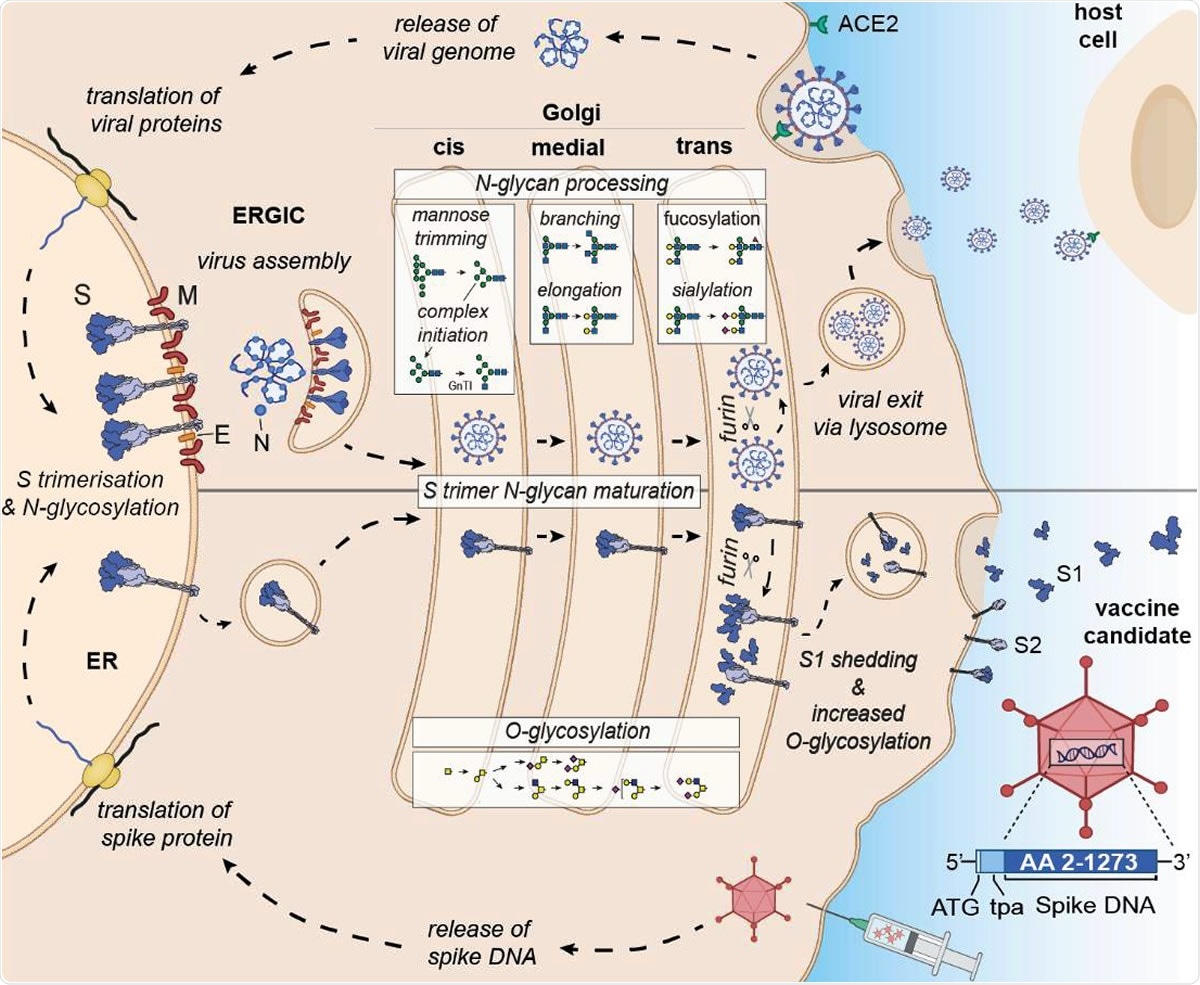 Differential expression and glycan processing of virions and vaccine derived spike glycoproteins.