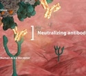 Siemens Healthineers SARS-CoV-2 IgG antibody test demonstrates ability to detect neutralizing antibodies