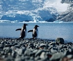 Researchers assess risks posed by SARS-CoV-2 to Antarctica wildlife