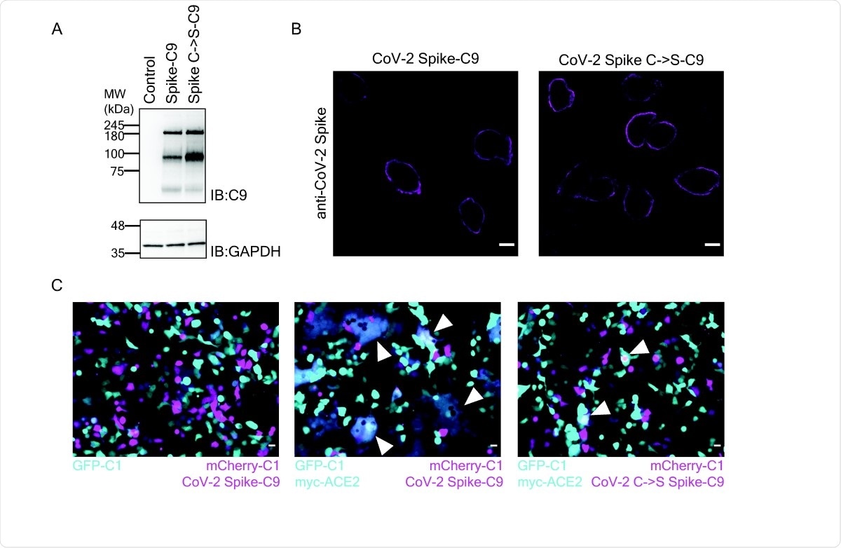Palmitoylation of Spike is required for cell-cell fusion. (A) Western blot of SARS-CoV-2 Spike-C9 of the ten Cys to Ser mutant. (B) Immunofluorescence of SARS-CoV-2 Spike and the SpikeC->S-C9 mutant. Scale bars, 10µm (C) Co-culture of HEK cells expressing Spike-C9 and ACE2 form syncytium. HEK293T cells cotransfected with mCherry-C1 (magenta), and SARS-CoV-2 Spike-C9 (left and mid) or SARS-CoV-2 SpikeC->S-C9 (right) were co-cultured with cells transfected with EGFP-C1 (left, cyan) or and myc-ACE2 (mid, right). Scale bars, 20 µm. Arrowheads indicate fused cells.