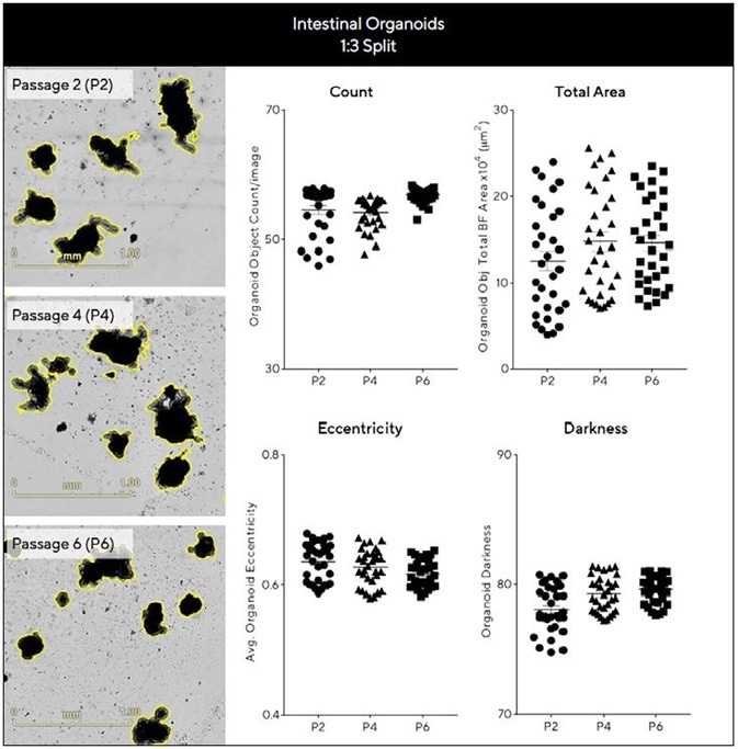 Assess growth and differentiation efficiency of organoids across multiple passages. Intestinal organoids were embedded in 50% Matrigel® domes (1:3 split, 24-well plate) over multiple passages and Evaluated for growth and differentiation consistency over time. BF images (7 days post seeding) and corresponding plots show comparable morphology and growth across passages. Data were collected over 192 h at 6 h intervals. All images captured at 4X magnification. Each data point represents mean ± SEM,