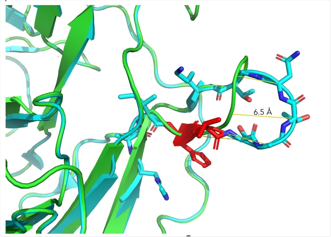 Structural aspects of ΔH69/V70 Structural aspects of ΔH69/V70