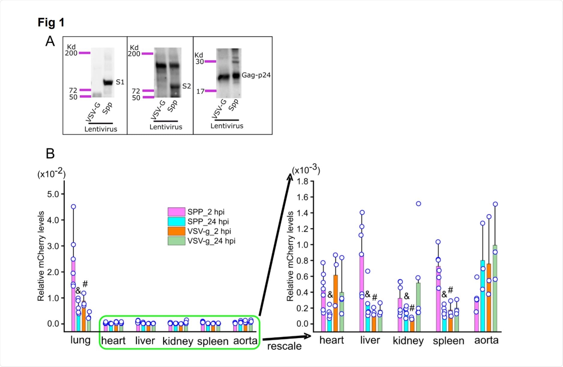 Systemic dissemination of Spike protein-pseudotyped (Spp) and vesicular stomatitis virus glycoprotein (VSV-G) lentiviruses in mice. (