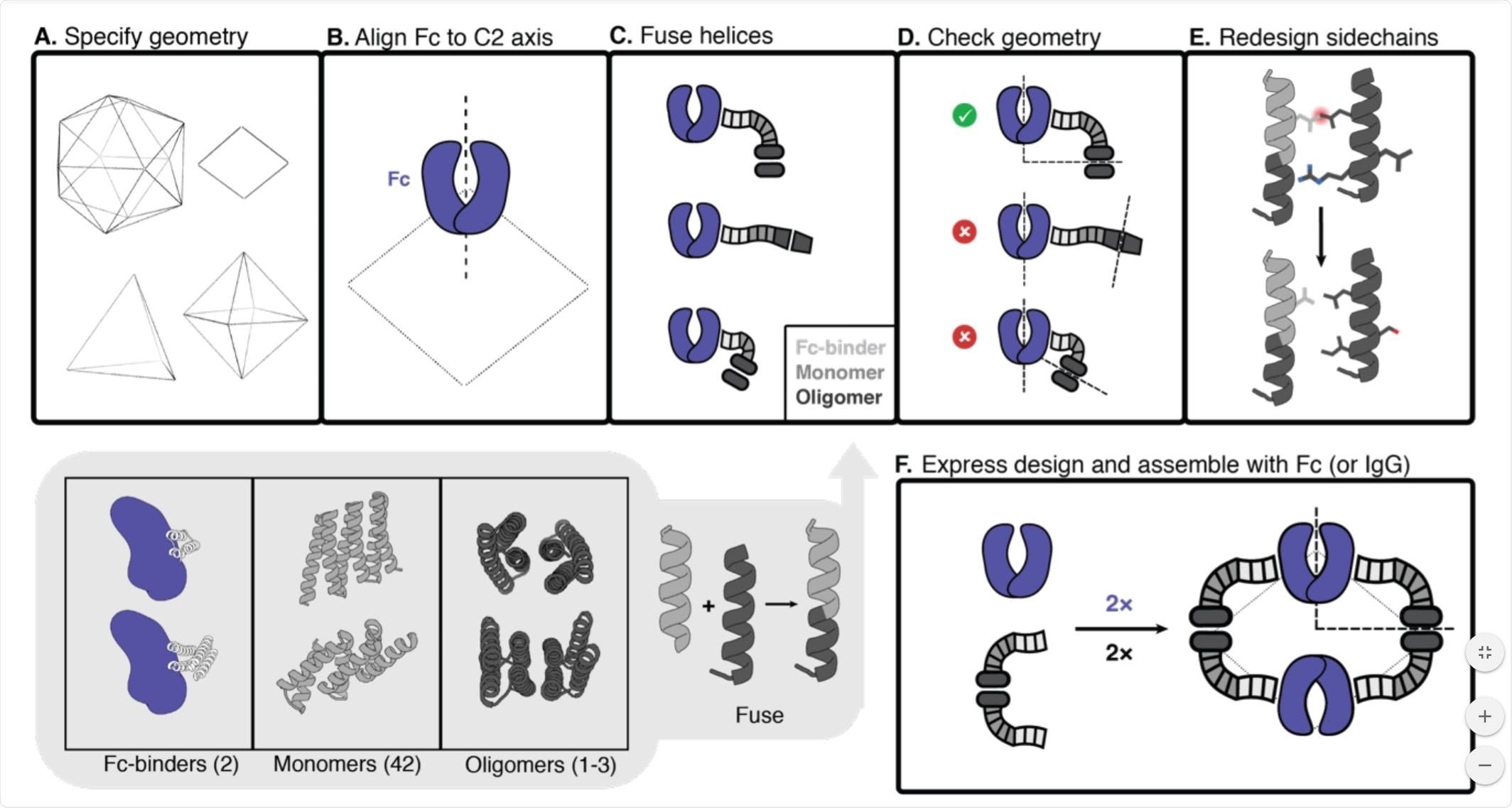 Antibody nanocage (AbC) design.