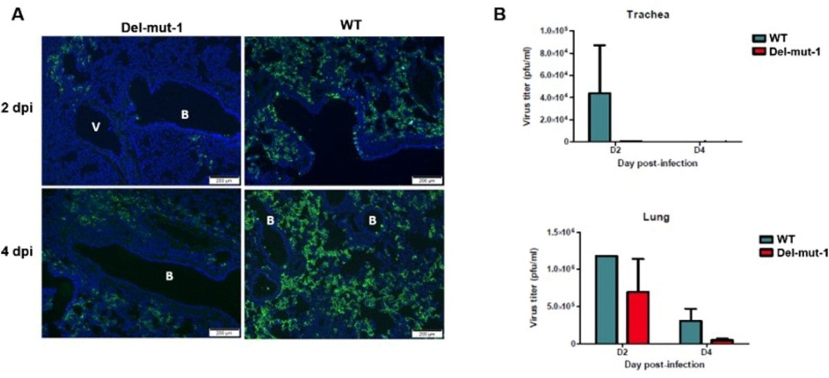 Virus replication in the lung tissues of hamsters infected with either WT or Del-mut-1 SARS-CoV-2 virus. (A) Indirect immunofluorescence assay with antibodies against the N protein of SARS-CoV-2 virus (green). Blue: DAPI staining of cell nuclei. B: bronchiole, V: blood vessel. (B) Virus titration by plaque assay of lung and tracheal tissues collected on day 2 and 4 post-infection. Error bars represent mean ± s.d. (n=2 per group for each timepoint) Scale bar, 200 µm, dpi: days post-infection.
