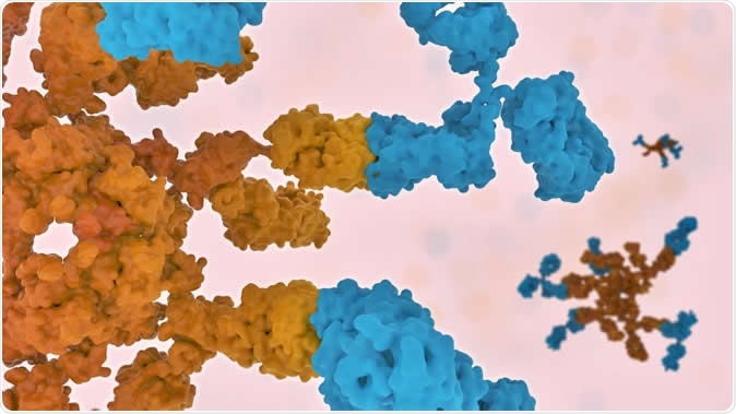 Researchers discovered that in patients with cryoglobulinemic vasculitis, antibodies in the blood aggregate at colder temperatures closer to the skin and also in the kidneys, nerves, and other organs, damaging blood vessels. Image Credit: Dr Ofir Shein-Lumbroso