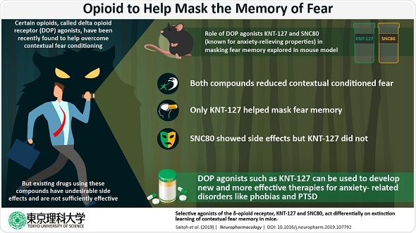Researchers find the potential of opioid drug to help mask fear memory Researchers find the potential of opioid drug to help mask fear memory
