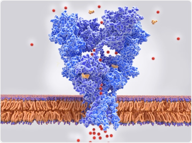 Glutamate Receptor