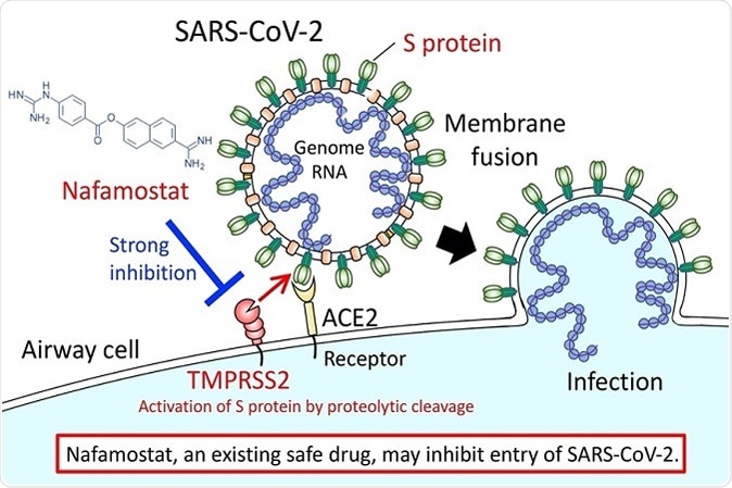 Nafamostat, an existing safe drug, may inhibit entry of SARS-CoV-2. Image Credit: The University of Tokyo.