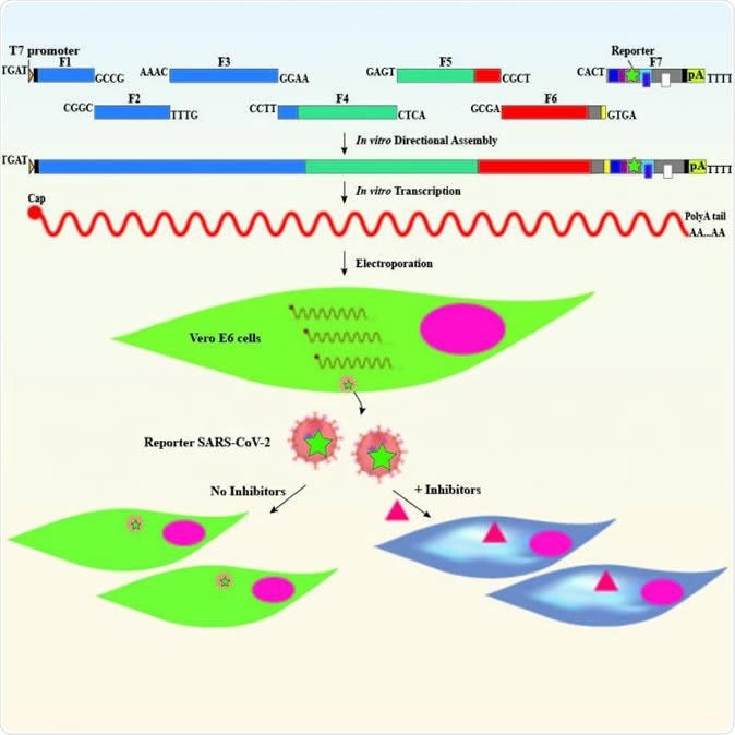 Graphic representation of the reverse genetic system for SARS-CoV-2. Image Credit: The University of Texas Medical Branch at Galveston