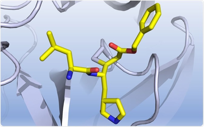A graphic representation of how a discovered compound inhibits the COVID-19 virus main protease. Credit: Professor Luke Guddat.