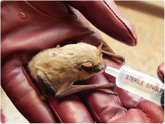 Pipistrellus kuhlii bat. Image Credit: Yakovchenko Iryna / Shutterstock