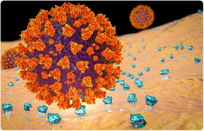 SARS-CoV-2 virus binding to ACE2 receptors on a human cell, the initial stage of COVID-19 infection, 3D illustration credit: Kateryna Kon / Shutterstock