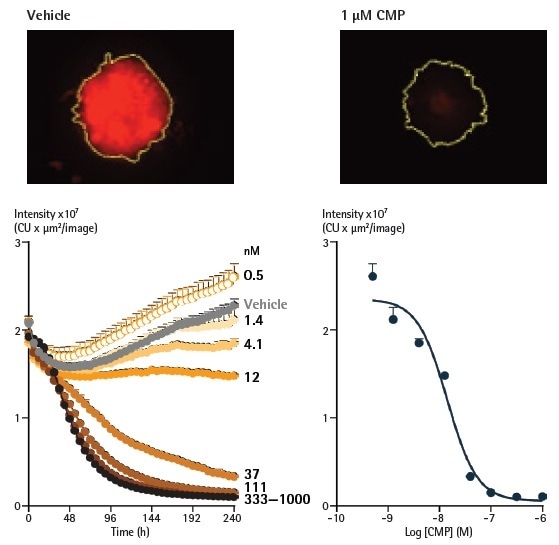 Analysis of spheroids expressing fluorescent proteins enables spheroid viability determination. Representative images taken at 240 h show a strong red fluorescent signal in a vehicle control spheroid, in contrast to a marked loss in red fluorescence in the CMP-treated spheroid. The yellow boundary in the images represents the Brightfield mask outline. Monitoring the integrated intensity from within the Brightfield boundary highlights a gradual increase in fluorescence under vehicle control conditions (grey symbols) corresponding to the growth of the spheroid. Upon treatment with CMP, a concentration-dependent reduction in integrated fluorescence is observed, with abolishment of fluorescence with the highest concentration tested after 240 h.