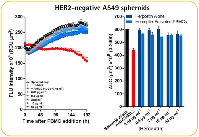 Herceptin-induced ADCC in HER2-positive SKOV-3 cells