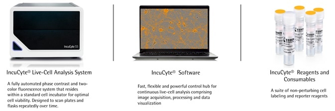 Neuronal and Microglial Analysis for Alzheimer’s Disease Models