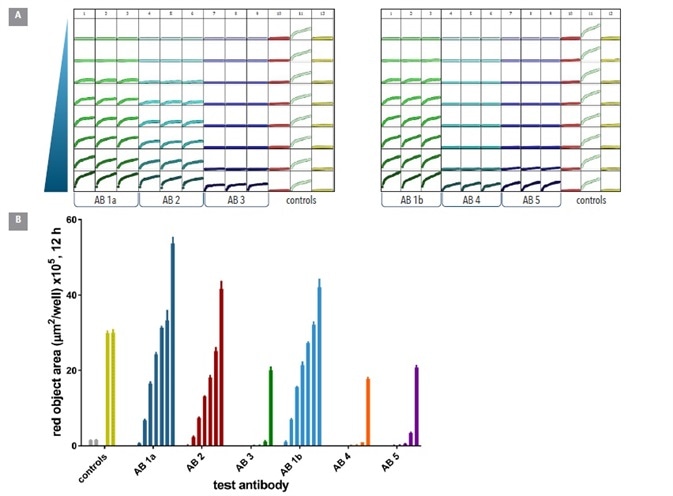 Screening test Abs for internalization. Six different CD71 antibodies including one clone from 2 different suppliers (clone 1a & 1b) were tested head to head in HT1080 cells. The antibodies were labeled with IncuCyte® FabFluor reagent prior to addition to cells and the internalization signal captured every 30 min over 12 h using a 10x magnification. Plate views taken from IncuCyte show clear positive and negative control responses in column 11 and 12 with concentration dependent responses for each antibody across two plates (A). Head to head analysis of antibody data shows a range of responses across these clones (B) control responses at 12 h display a clear positive response. All data shown as mean of 3 wells ± SEM, controls shown as mean of 8 wells.