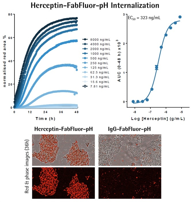 Cancer Drug Discovery Antibody Internalization Assays