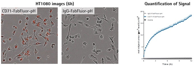 Antibody internalization with IncuCyte® FabFluor-pH reagent