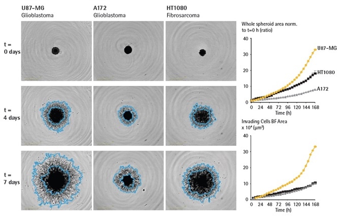 Assess cell type specific invasive capabilities over time. U87-MG, A172 and HT1080 cells were seeded in ULA round bottom 96-well plates (2,500 cells/well; U87-MG, HT1080 or 5,000 cells/well; A172) and allowed to form spheroids (3 d) prior to Matrigel addition (4.5 mg/mL). Brightfield images and timecourses of spheroid area (whole spheroid BF area normalized to t = 0h or invading cell area) show differences in invasive capacity across cell types. Invading cell area mask outline shown in blue, illustrates the extent of invasive capacity. Data were collected over 168 h at 6 h intervals. All images captured at 4x magnification. Each data point represents mean ± SEM,