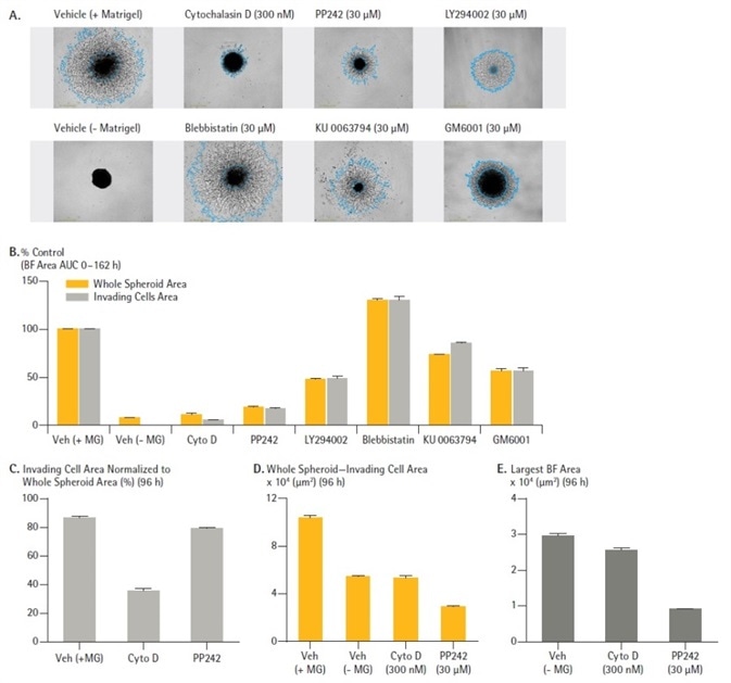 Effect of cell signalling inhibitors on spheroid invasion. U87-MG cells were seeded in a ULA round bottom 96-well plate (2,500 cells/well) and allowed to form spheroids (3 d) prior to treatment with a range of known inhibitors and embedded in Matrigel (4.5 mg/mL). IncuCyte brightfield (BF) images (A) (4 d post treatment) show treatment effects on spheroid invasion. Bar chart (B) represents the area under the curve (AUC) analysis of the whole spheroid and invading cell area (μm2) time-course data (0 -162 h, post treatment). Note the inhibitory and stimulatory effects on invasion caused by Cytochalasin D (Cyto D) and Blebbistatin respectively. Data normalization (96 h post treatment) show effect of Cyto D and PP242 on invading cell regions (C). Subtraction of invading cell area from whole spheroid area (D). In a separate but identical study performed in the absence of Matrigel shows size (BF area) of spheroids 96 h post treatment with Cyto D and PP242 (D). Data were collected over a 162 h period at 6 h intervals. All images captured at 4x magnification. Each data point represents mean ± SEM,