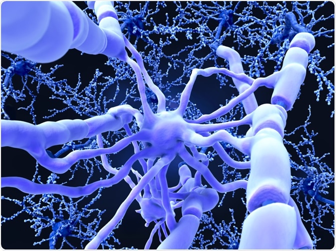 Axons with myelin sheaths