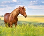 Psychotherapist offering equine-assisted psychotherapy