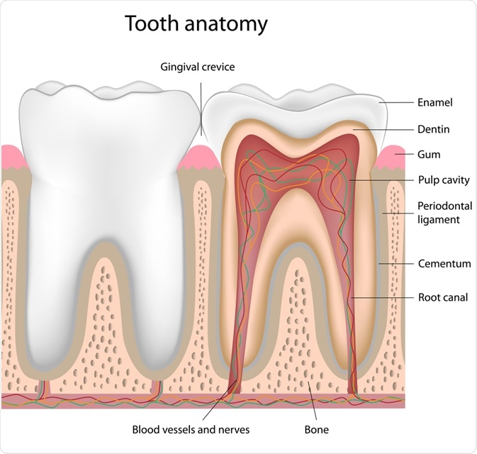 Tooth Anatomy