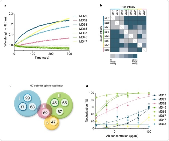 Epitope binning and SARS-CoV-2 neutralization. a. Biolayer interferometry was applied for the epitope binning experiments. Representative assay results are shown for MD65 mAb. The purified antibody was biotinylated, immobilized on streptavidin sensor and saturated with RBD. The complex was then incubated for 300 sec with each one of the indicated antibodies. Time 0 represents the binding to the MD65-RBD complex. b. Complete epitope binning of the eight selected MD monoclonal antibodies. Binding was evaluated by the ability of each pair of antibodies to simultaneously bind RBD, using biolayer interferometry. c. Four non-competing RBD binding epitopes were identified and accordingly classified into four groups: I (blue), II (green), III (pink) and IV (yellow). d. SARS-CoV-2 in vitro neutralization using plaque reduction neutralization test (PRNT). Neutralization potency was determined by the ability of each antibody (at indicated concentrations) to reduce plaque formation; results are expressed as percent inhibition of control without Ab.