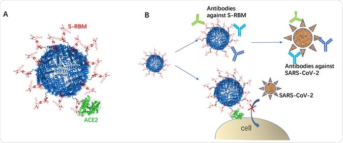 Schematic representation of RBM-HFtn structure with ferritin as scaffold (blue) fused with RBM of SARS-CoV-2 spike glycoprotein (red); The RBM-HFtn is capable of complexing with ACE2 (green) (A). Total 24 copies of RBM are presented on the ferritin surface, here only 14 copies were shown for symbolic representation. Two hypothetical antivirus pathways of RBM-HFtn by inducing antibodies against SARS-CoV-2 (B, upper pathway) and/or by blocking virus entry through competitive binding to ACE2 (B, lower pathway).