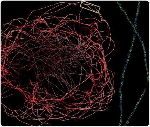 DNA PAINT allows sub-10 nm localization precision, making it one of the highest precision microscope techniques available. To the left is a DNA PAINT experiment performed on the Vutara 352 microscope with a water immersion 1.2 NA objective. The image shows a whole BS-C-1 cell’s tubulin network labeled with secondary antibodies conjugated to a DNA PAINT secondary antibody. On the right is a zoomed-in section of the tubulin network (boxed region). The lumen of the microtubule is clearly visible.
