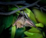 Spillover of more bat coronaviruses likely due to destruction of wildlife habitats