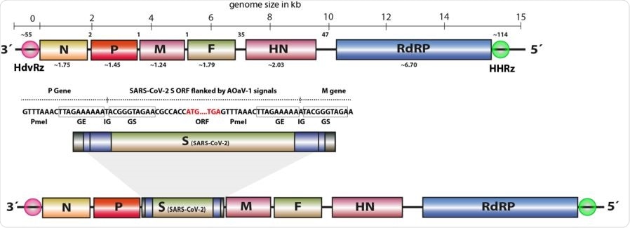 The full-length ORF for S gene of SARS-CoV-2 was over596 hanged with required transcriptional signals (GE, GS, IG) and inserted in between P 597 and M genes. The rough gene size is mentioned below each gene, the division of the 598 genome across the length and number of nucleotides in intergenic region is displayed 599 at the top of the schema of the AOaV-1 genome.