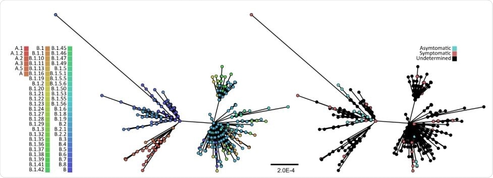 Maximum likelihood phylogeny of 625 SARS-CoV-2 full-length genomes. The tree was reconstructed using IQ93 TREE and the GRT+I nucleotide substitution model, the best-fit model as determined under the Bayesian information criterion by ModelFinder. The bootstrap clade support values were computed based on 1,000 pseudoreplicate datasets, and only branches with >70% bootstrap support are shown. The scales bar is in the units of substitutions per site. The tips were coloured either by their lineages (left) as identified by pangolin (github.com/hCoV-2019/pangolin), or by COVID-19 severity (right).